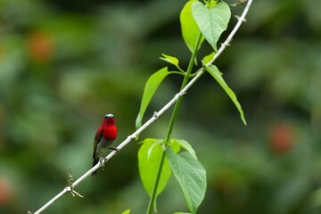 Sunbird, living naturally in a public park in Bangkok, Thailand.