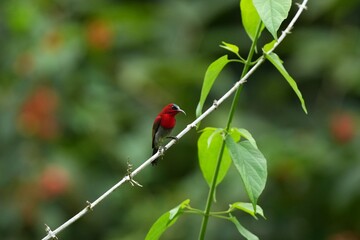 Sunbird, living naturally in a public park in Bangkok, Thailand.