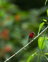Sunbird, living naturally in a public park in Bangkok, Thailand.