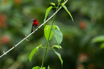 Sunbird, living naturally in a public park in Bangkok, Thailand.