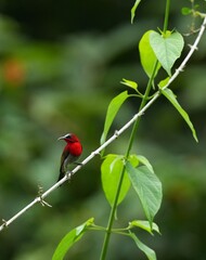 Sunbird, living naturally in a public park in Bangkok, Thailand.