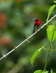 Sunbird, living naturally in a public park in Bangkok, Thailand.