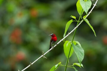 Sunbird, living naturally in a public park in Bangkok, Thailand.