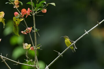 Sunbird, living naturally in a public park in Bangkok, Thailand.