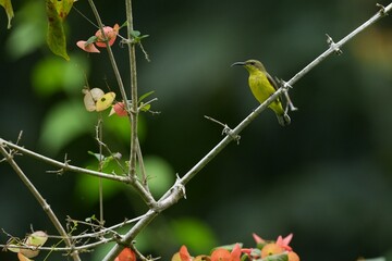 Sunbird, living naturally in a public park in Bangkok, Thailand.