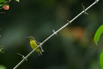 Sunbird, living naturally in a public park in Bangkok, Thailand.