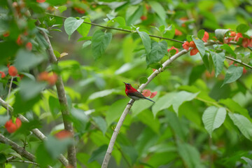Sunbird, living naturally in a public park in Bangkok, Thailand.