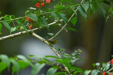 Sunbird, living naturally in a public park in Bangkok, Thailand.