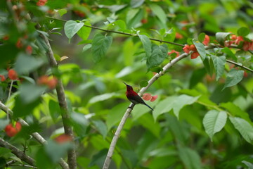 Sunbird, living naturally in a public park in Bangkok, Thailand.