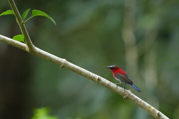 Sunbird, living naturally in a public park in Bangkok, Thailand.