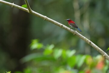 Sunbird, living naturally in a public park in Bangkok, Thailand.