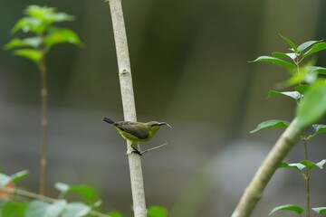 Sunbird, living naturally in a public park in Bangkok, Thailand.