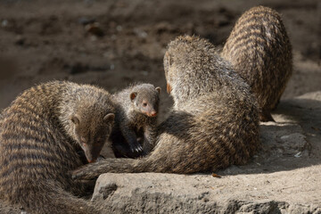 Banded Mongoose, group with baby, Mungos mungo