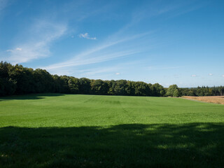 Fototapeta premium Green field in forest in Nordrhein-Westfalen, Germany