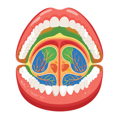 A detailed cross-section illustration of the oral cavity and pharynx, showing the tonsils, palate, and muscular structures from an overhead anatomical view	