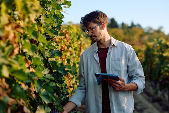 Man checking ripeness of grapes in a vineyard, using a digital tablet for data analysis and smart farming