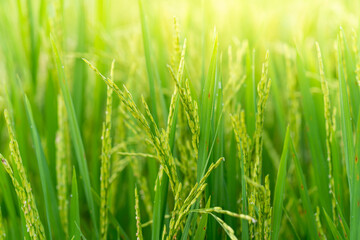 Close-up of lush green rice stalks with grains under sunlight, showcasing the fresh texture of a healthy rice paddy in Indonesia and the essence of agriculture.
