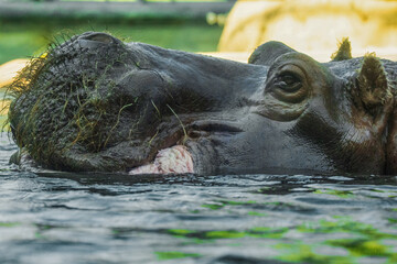 Fototapeta premium hippopotamus swimming in water in selective focus open mouth