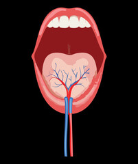 Minimalist anatomical illustration of the open mouth, focusing solely on the major arteries and veins in the oral floor against a dark background for high contrast	