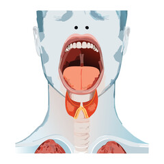 Transparent illustration of a person's head and neck, showing the internal throat structure, thyroid, and salivary glands	