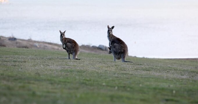 Australian Eastern Grey kangaroos feeding on a grassy field on the side of a hill.