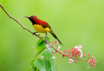 Oriental White Eye On Flower