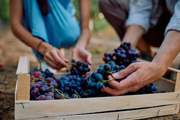 Hands picking and placing ripe grapes into a rustic wooden crate, symbolizing teamwork, harvest, and organic agriculture