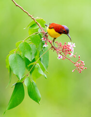 Oriental White Eye On Flower