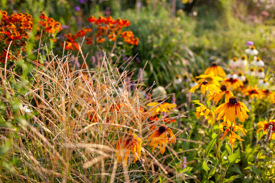 Autumn garden at sunset. Helenium blooming by miscanthus and rudbekia. Orange sneezeweed flowers grow by ornamental grass