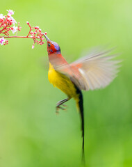 Oriental White Eye On Flower