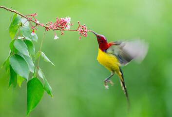 Oriental White Eye On Flower