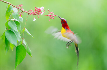 Oriental White Eye On Flower