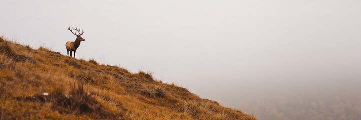 Fototapeta premium Red deer with antlers standing on a dry grassy hill in foggy weather. Wildlife and nature scene for environmental concept.