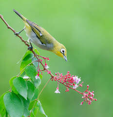 Oriental White Eye On Flower
