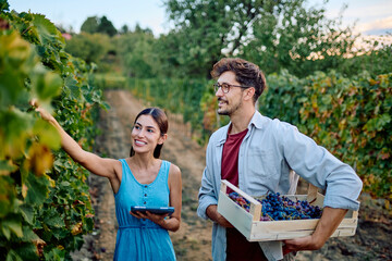 Cheerful couple working in a vineyard, inspecting grapevines and carrying a crate of freshly picked grapes, using a tablet for data
