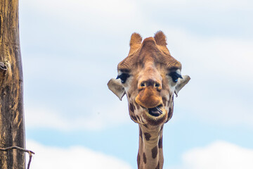 family of Giraffe Giraffa camelopardalis,with a baby. sticking out blue tongue