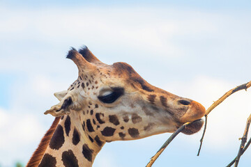 family of Giraffe Giraffa camelopardalis,with a baby. sticking out blue tongue