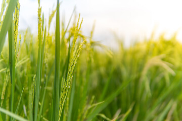 Close-up of lush green rice stalks with grains under sunlight, showcasing the fresh texture of a healthy rice paddy in Indonesia and the essence of agriculture.
