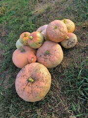 pumpkins on the grass