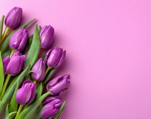 Fototapeta premium Purple tulips on a pink background