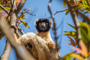 Endangered Coquerel Sifaka Lemur Propithecus coquereli Madagascar