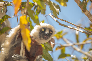Endangered Coquerel Sifaka Lemur Propithecus coquereli Madagascar