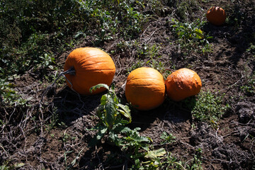 Field full of pumpkins during autumn harvest season.