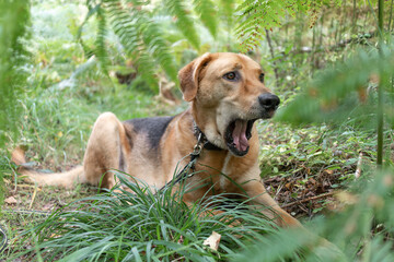 Dog is yawning with funny look - Polish Hound breed