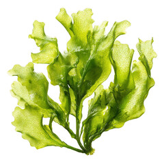  green algae sea lettuce (ulva lactuca) isolated [Transparent Background PNG].