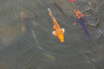Nishikigoi - Koi fish in water - Brocade carp