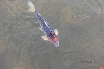 Nishikigoi - Koi fish in water - Brocade carp