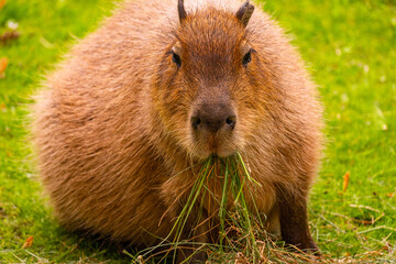 Capybara sitting on green grass, munching on fresh vegetation in a natural outdoor setting