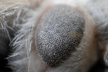 Close-up of a dog's paw
