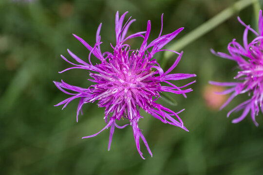 Close-up of a meadow knapweed photographed from above - Centaurea jacea